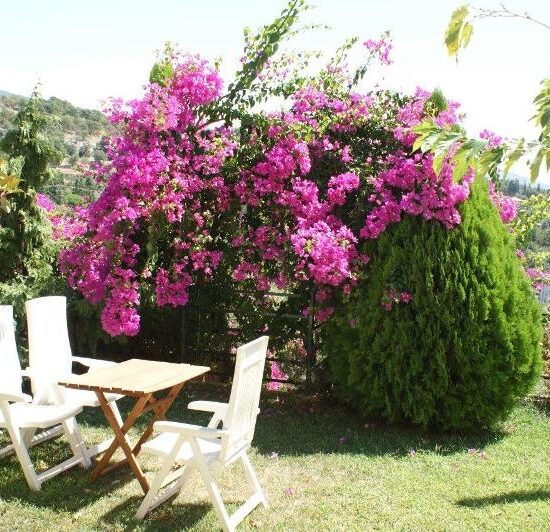 magnolia sivota letovanje grcka